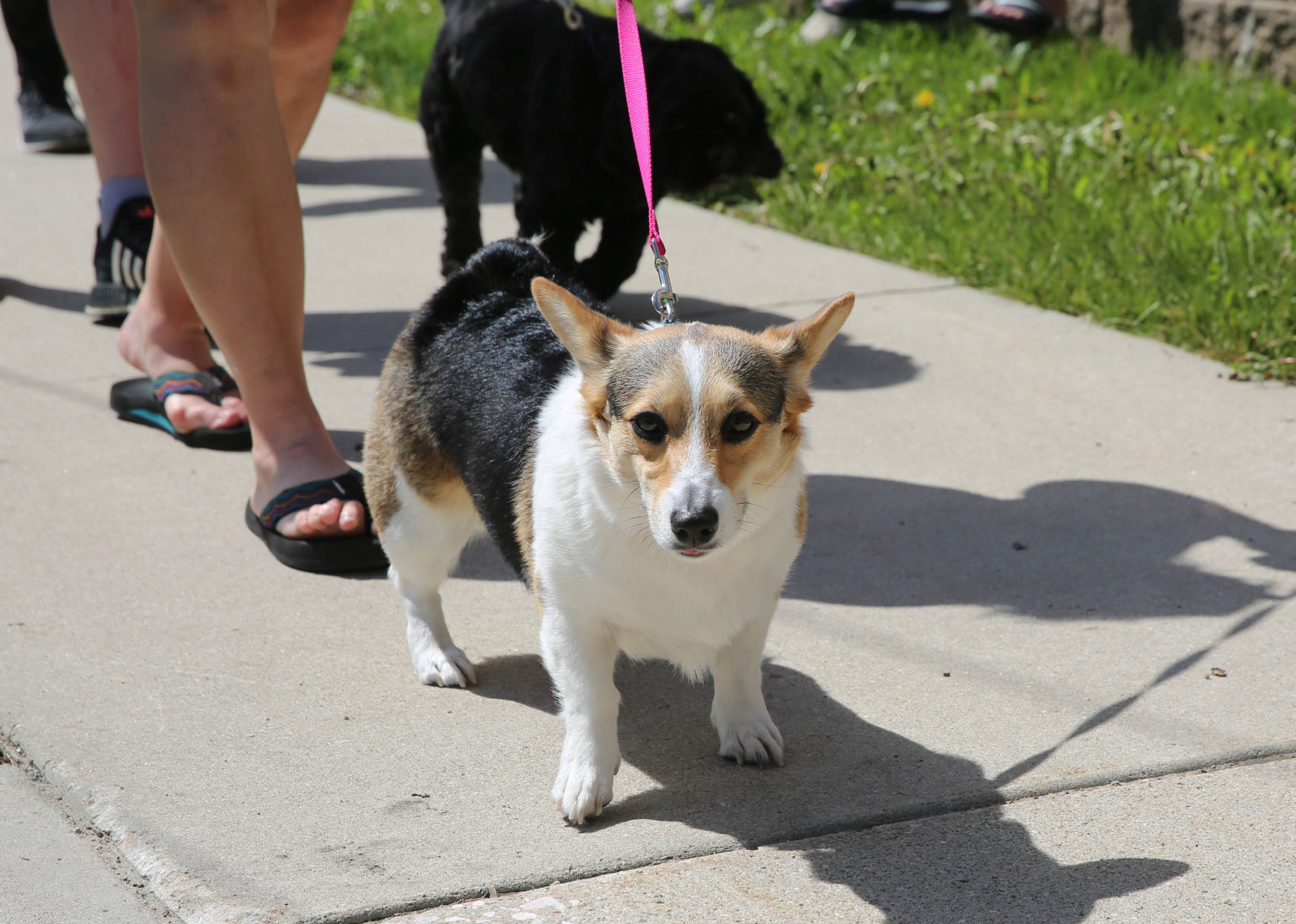 Pet parade at Good Shepherd (2).jpg